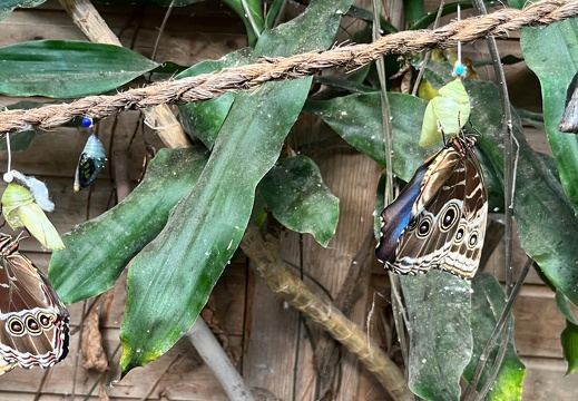 23-09-09 11-06-24 6508